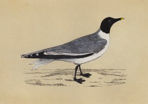 カモメ（カラーリトグラフ）