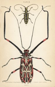 Harlequin beetle, Acrocinus longimanus 1, and flat-faced longhorn beetle, Taeniotes subocellatus 2 作： English School