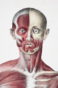 1837年にロンドンのテイラーアンドワトソンによって出版された、ジョーンズクインとウィリアムウィルソンによって編集された人体の血管からの筋肉の筋と骨を示す男性の人体の頭と肩