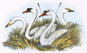 イギリスの白鳥の種の頭