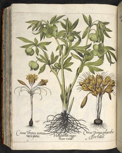 「Culpeper