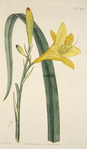 The Botanical MagzaineまたはFlower Garden DisplayedのpubのHemerocallis Flava（Yellow Day Lily）。 1796年（手描きの彫刻） 作： English School