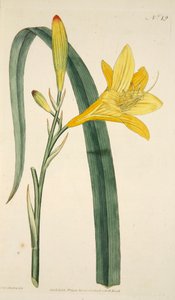 Hemerocallis Flava Yellow Day Lily、パブ。 1796年の手彩色彫刻。 作： English School