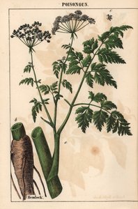 ツガまたはコニウム maculatum   、「教育的な絵本、または野菜の世界からの教訓」[シャーロット・メアリー・ヤング]、エジンバラより 作： English School