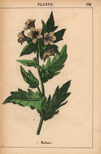 ヘンバネ   、「教育的な絵本、または野菜の世界からの教訓」[シャーロット・メアリー・ヤング]、エジンバラより 作： English School
