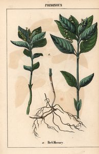 ハーブ水銀   、「教育的な絵本、または野菜の世界からの教訓」[シャーロット・メアリー・ヤング]、エジンバラより 作： English School