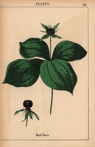 ハーブパリ   、「教育的な絵本、または野菜の世界からの教訓」[シャーロット・メアリー・ヤング]、エジンバラより 作： English School