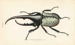 ヘラクレスオオカブト、オス、Dynastes hercules、Scarabaeus hercules 作： English School
