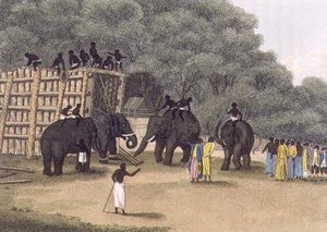 エドワード・オルム著「ヒンドゥー・エレファント・トラップ（Hindoo Elephant Trap）」。