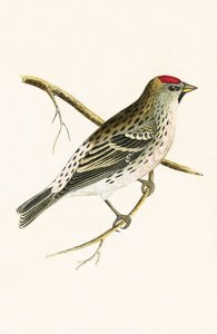 ホルボールのレッドポール、チャールズロバートブリー（1811-86）による「イギリス諸島では観察されないヨーロッパの鳥の歴史」のイラスト、1867年 作： English School