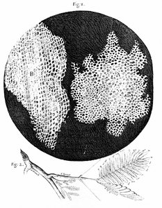 フックによるコルクの細胞構造の観察（図1）と鋭敏な植物の小枝（図2）。 作： English School
