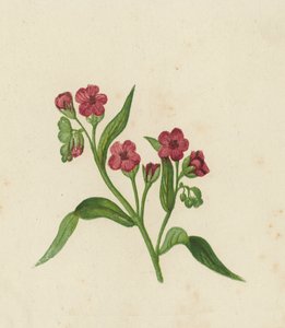 猟犬の舌、Cynoglossum Officinale (色リソ) 作： English School