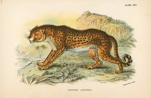 狩猟ヒョウ 作： English School
