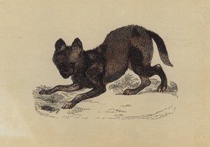 Hyaena Dog（カラーリトグラフ 作： English School
