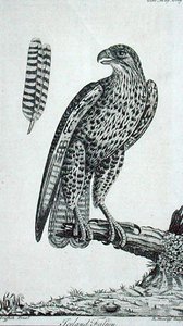 アイスランド ファルコン (Falcon Rusticolus)、「The Gentleman