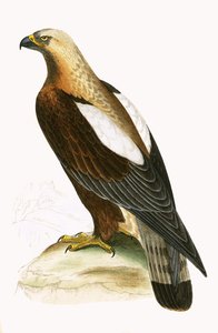 インペリアルイーグル、チャールズロバートブリー（1811-86）による「イギリスの島々では観察されないヨーロッパの鳥の歴史」のイラスト、1867年発行 作： English School