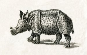 インドサイ（一角獣）Rhinoceros unicornis 18世紀の版画（エングレーヴィング）より