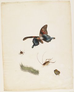 昆虫、c.1805（紙に黒インク、トイレ、グラファイト） 作： English School