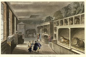 Politos Royal Menagerie、Exeter Change、Strand、1812（アクアチント）の内部ビュー 作： English School