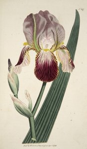 Iris Sambucina（Scented Iris）、The Botanical MagazineまたはFlower Garden Displayed、パブ。 1792（手彫り彫刻） 作： English School