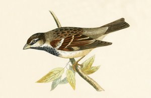 イタリアの家すずめ、チャールズロバートブリー（1811-86）による「イギリスの島々では観察されないヨーロッパの鳥の歴史」からのイラスト、1867年公開 作： English School