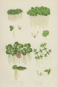 Ivy-Laved Duckweed、Lesser Duckweed、Greater Duckweed、Gibbous Duckweed (カラーリトグラフ)