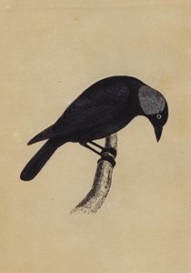 ジャックドー（カラーリトグラフ 作： English School