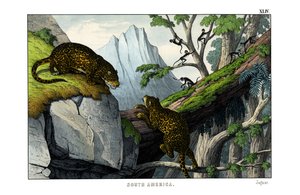 ジャガー