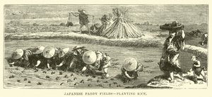 日本の水田、田植え 作： English School