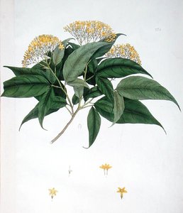Jasminum Heterophyllum（カラーリトグラフ 作： English School