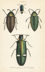 宝石のようなカブトムシBuprestis chrysis 1, Buprestis sternicornis 2, Buprestis bicolor 3, Buprestis amoena 4 作： English School
