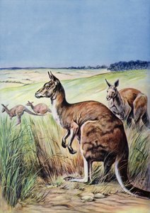 カンガルー、オーストラリア (カラー リソ) 作： English School