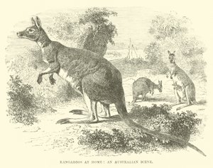 オーストラリアのシーン、自宅でのカンガルー 作： English School