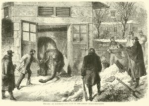 1870年11月、Jardin dAcclimatationで象を食糧のために殺害 作： English School