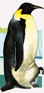 キングペンギン 作： English School