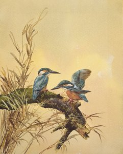 カワセミ、1890年頃（紙にトイレ）