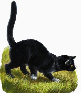 子猫 作： English School