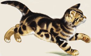 子猫