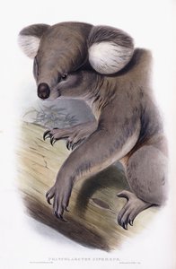 コアラ-Phascolarctos cinereus、1845-1863 作： English School