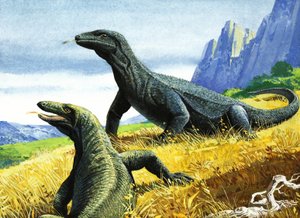 コモド・ドラゴン（紙にグワッシュ）