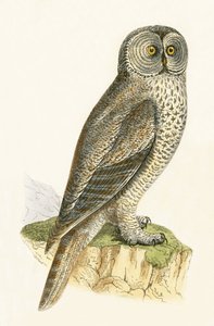 ラップフクロウ、チャールズロバートブリー（1811-86）による「イギリス諸島では観察されなかったヨーロッパの鳥の歴史」のイラスト、1867年公開 作： English School