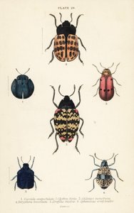 ヨコヅナクマムシ。Cyrtonota sexpustulata 1、Lachnaia hirta 2、Chlamys monstrosa 3、Doryphora tessellata 4、Erotylus histrio 5、Spheniscus erotyloides 6 作： English School