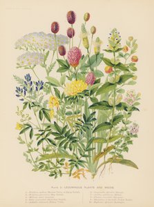 マメ科植物と雑草（カラーリトグラフ） 作： English School
