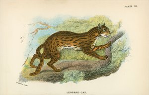 ヒョウ猫 作： English School
