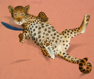ヒョウの子