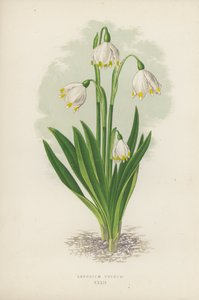 Leucojum Vernum (カラーリトグラフ) 作： English School