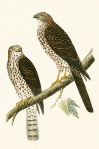 レバント・スパロウ・ホーク、チャールズ・ロバート・ブリー（1811-86）による「イギリス諸島では観察されないヨーロッパの鳥の歴史」のイラスト、1867年発行 作： English School