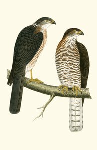 レバント・スパロウ・ホーク、チャールズ・ロバート・ブリー（1811-86）による「イギリス諸島では観察されないヨーロッパの鳥の歴史」のイラスト、1867年発行 作： English School