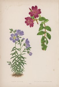 Linum Alpinum; Epilobium Obcordatum（カラーリトグラフ） 作： English School