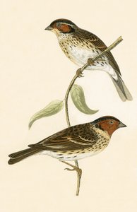 リトルホオジロ、チャールズロバートブリー（1811-86）による「イギリス諸島では観察されないヨーロッパの鳥の歴史」のイラスト、1867年公開 作： English School
